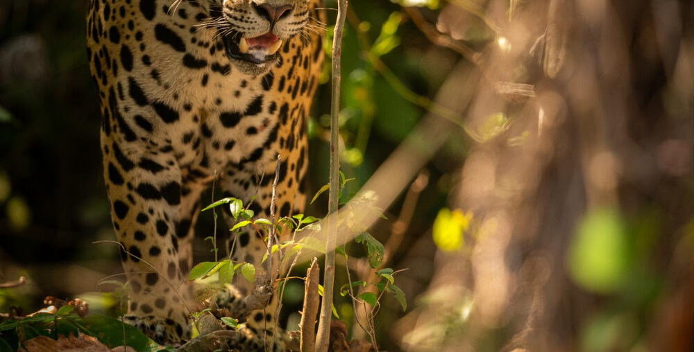 Monitoramento e preservação de espécies essenciais para o equilíbrio ambiental da região.