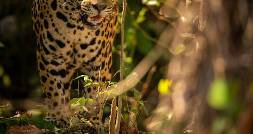 Monitoramento e preservação de espécies essenciais para o equilíbrio ambiental da região.