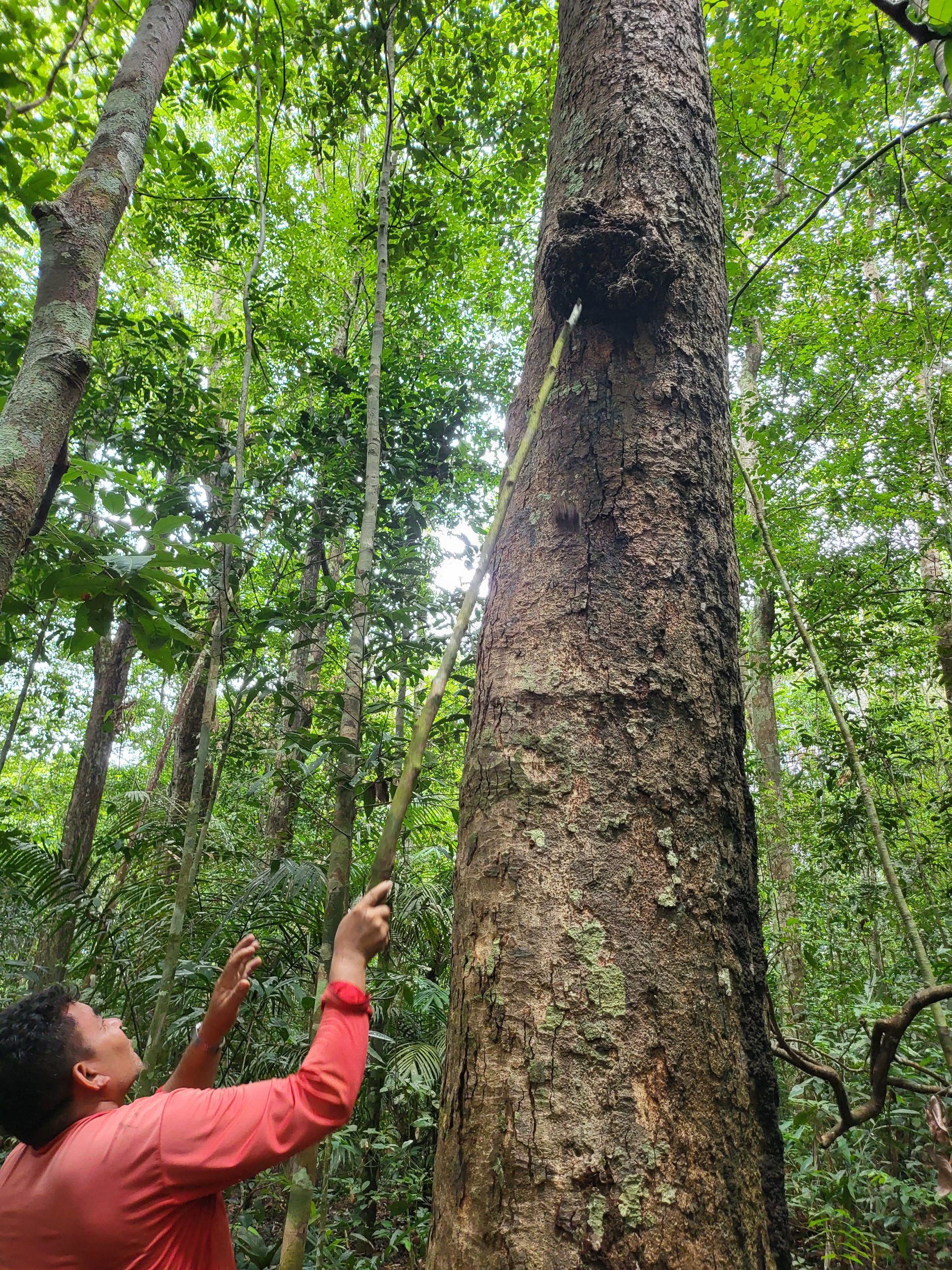 Ecossistema Florestal